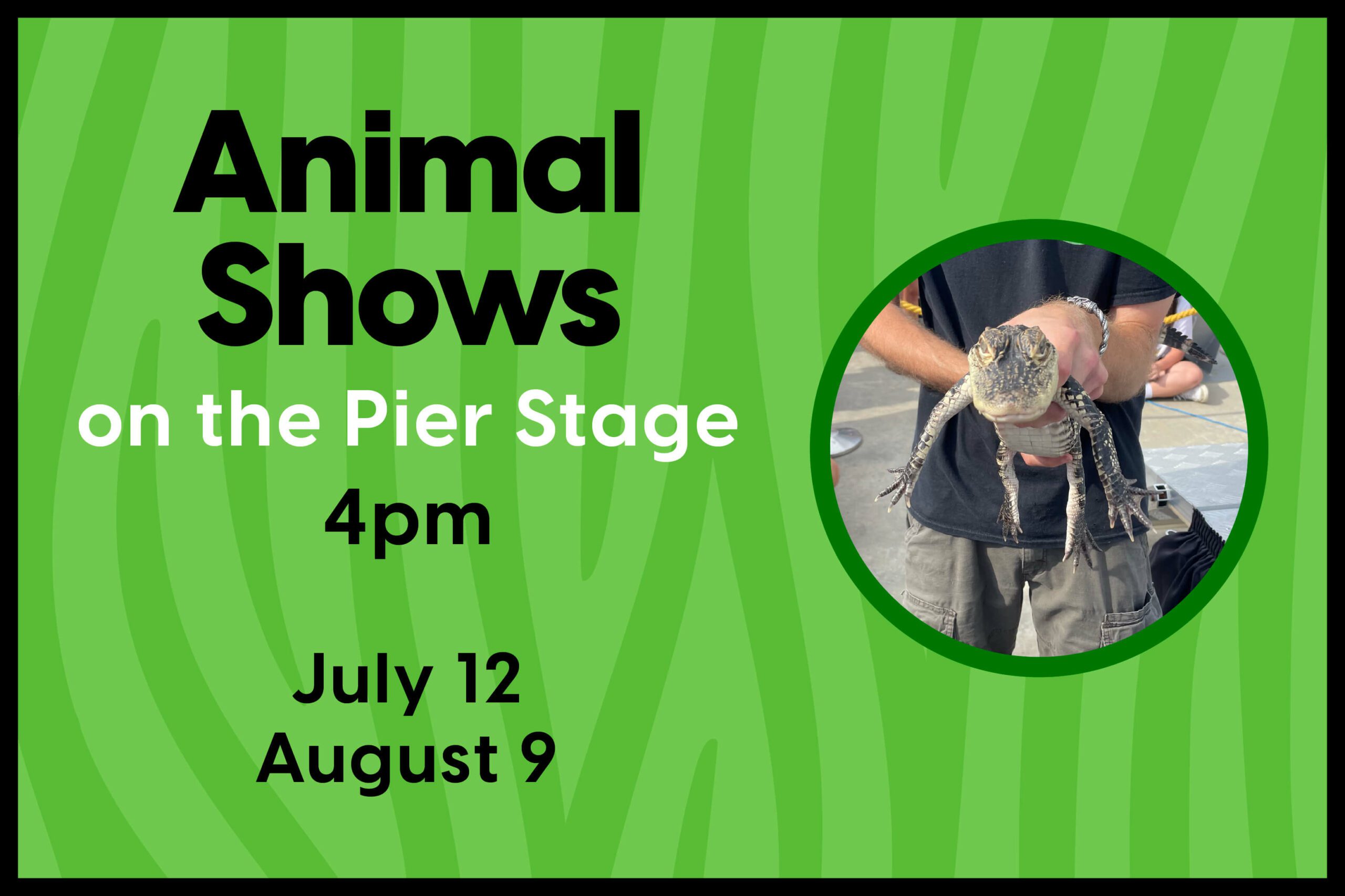 Animal Show Casino Pier & Breakwater Beach